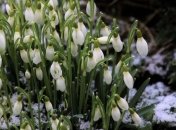 Цього тижня синоптики прогнозують дощ із снігом