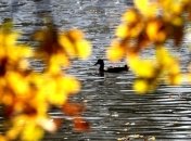 Погода в Украине: в пятницу синоптики обещают немного тепла 