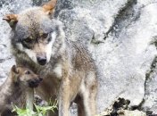 В Украине осталось всего 2600 волков