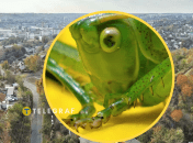 Таку комаху, зазвичай, не побачиш вдома/ Фото коника: animalia.bio