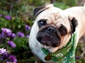 Прогноз погоды в Украине 6 мая: осадков не ожидается 