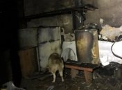 В Одессе горел приют для животных