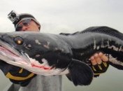 Власти США призвали истреблять змееголовых рыб