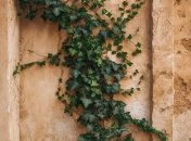 Плющ може загрожувати стінам будинку  (зображення створено за допомогою ШІ)