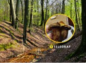 Свинушка тонкая