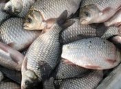 Пресноводная рыба разрушает наш организм 