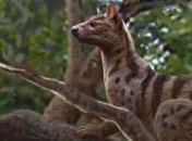 Ученые обнаружили в Африке новый вид древних хищников