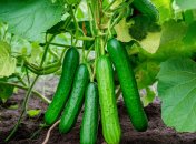 Опадание листьев огурцов – тревожный признак (изображение создано с помощью ИИ)