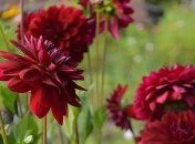 Жаркий антициклон: в Украине днем до +35° и дожди только за западе