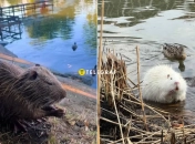 Нутрии в Ивано-Франковске