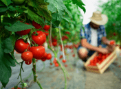 Лучшие рецепты удобрений для помидоров