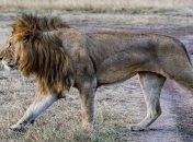 Отравили, расчленили и похитили части тел: в африканском заповеднике убили прайд уникальных львов