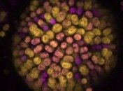 Ученые обнаружили у цианобактерий способность к "питанию" инфракрасным светом