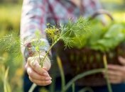 Свіжий кріп виросте весною зеленим, міцним та пишним