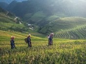 Похолодание 4200 лет назад стало "триггером" к распространению риса