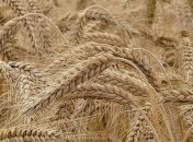 Экспорт зерна стремительно растет