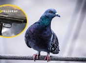 Люди не пострадали