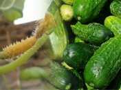 Огірки – дуже поширений для вирощування овоч