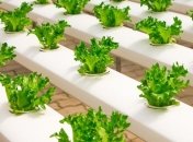 Лунный посевной календарь с 16 сентября по 22 сентября 2019 года