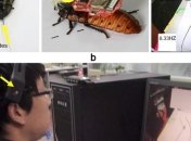 Китайские студенты научились управлять движениями тараканов 