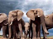 В Зимбабве слон затоптал немецкую туристку