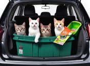 Іноді водії возять в авто котячий наповнювач