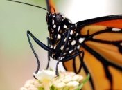 Стала известна причина массового вымирания бабочек-монархов