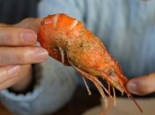 У крабах, устрицях, кальмарах: екологи виявили мікропластик у всіх морепродуктах