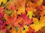 Осіннє листя.