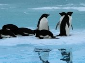 Почему пингвины охотятся днем