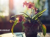 Кілька простих кроків можуть оживити орхідею (зображення створено за допомогою ШІ)