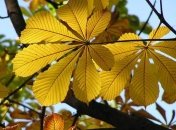 Когда начнется осень – прогноз синоптика