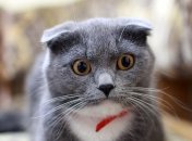 Гороскоп про Тельцов, Весов и Козерогов