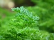 Петрушка – популярная культура на огороде