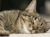 Эффект снотворного на 50% обусловлен феноменом плацебо