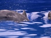 Дельфины погибают от неизвестного вируса