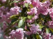 Потепление: когда в Украине начнется настоящая теплая весна