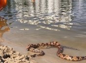 На одном из столичных пляжей все еще не рекомендуется купаться