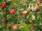 Как сохранить свежесть яблок надолго