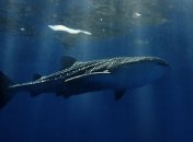 За 120 евро туристы смогут поплавать в компании китовых акул