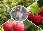 Клубника, малина и виноград - самые ценные ягодные культуры для заработка