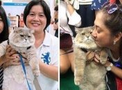 Бон-Бон: известный кот из Таиланда, с которым все хотят сфотографироваться (Фото)