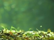 Прогноз погоды на 21 августа: в Украине будет сухо и тепло