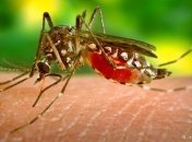 Ученые измерили слух комаров