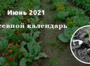 Благоприятные дни для посевов в июне 2021 года: что и когда садить в первый месяц лета