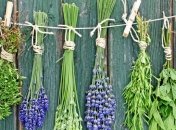 Как вылечить алкоголизм с помощью травянных сборов 