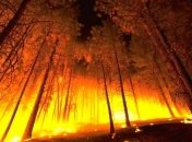 Убытки от лесных пожаров на Херсонщине составляют более 50 млн грн