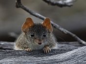 Желтоногая сумчатая мышь