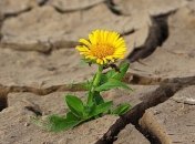 Метеорологи бьют тревогу: 2019 год будет самым засушливым годом