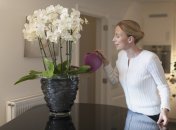 Красуня орхідея знову оживе